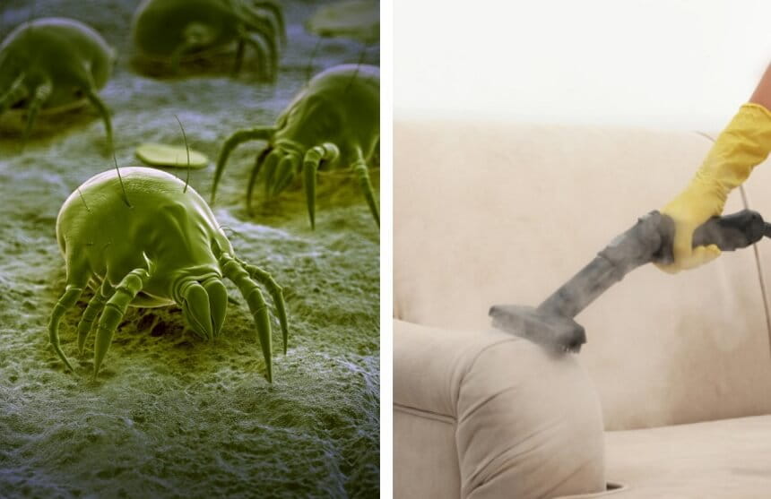 how to get rid of sofa mites