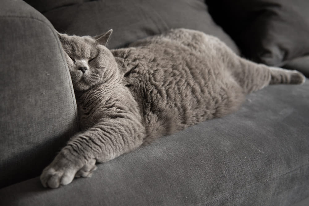 what kind of sofa is best for cats